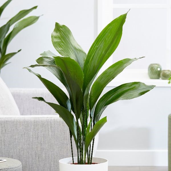 Buy aspidistra or cast iron plant Aspidistra elatior: £69.99 Delivery by  Crocus