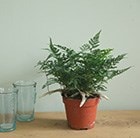 Buy hares foot fern Humata tyermannii Bunny: £10.39 Delivery by Crocus