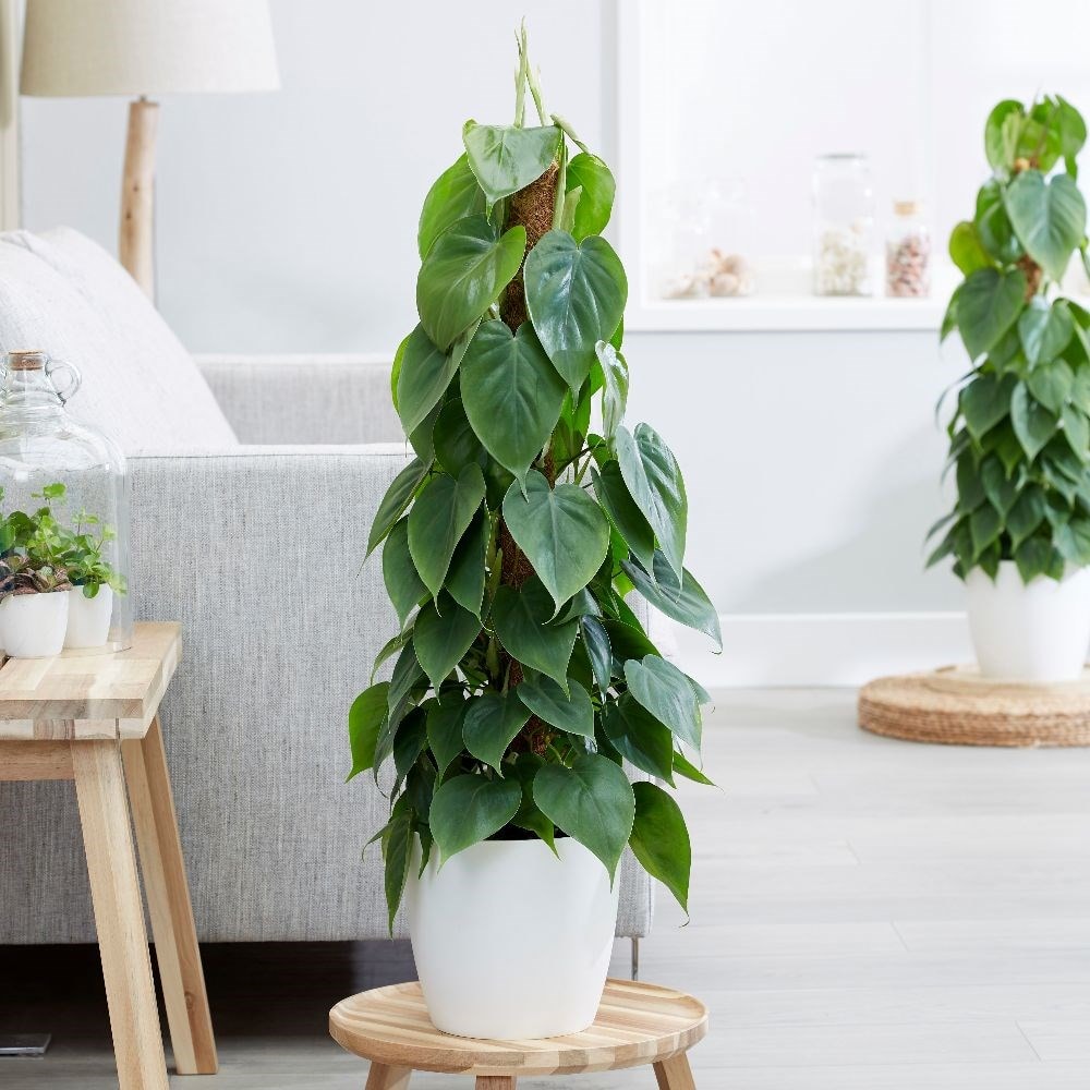 Buy heart-leaf Philodendron scandens: £32.99 Delivery by Crocus