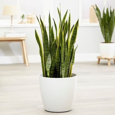 mother-in-law's tongue or variegated snake plant