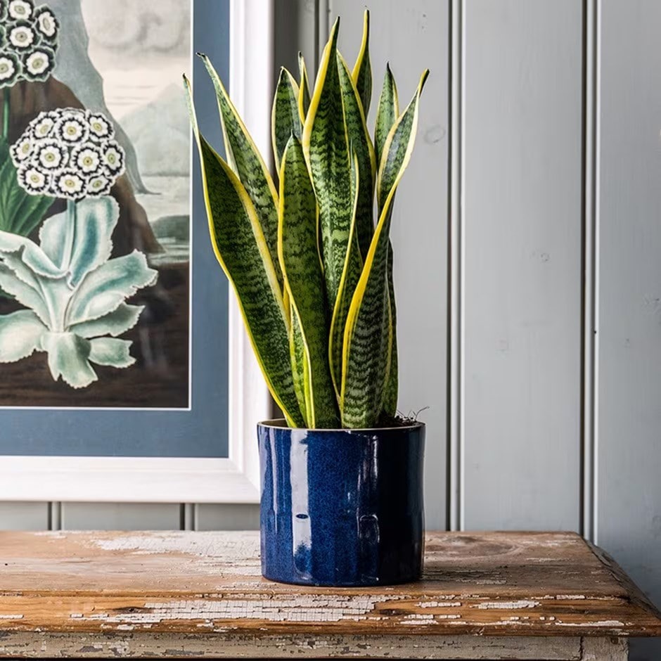 Buy Mother In Law S Tongue Variegated Snake Plant Sansevieria Trifasciata Var Laurentii Delivery By Waitrose Garden,Why Is My Fish Tank So Cloudy