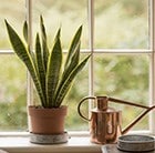 Sansevieria trifasciata var laurentii