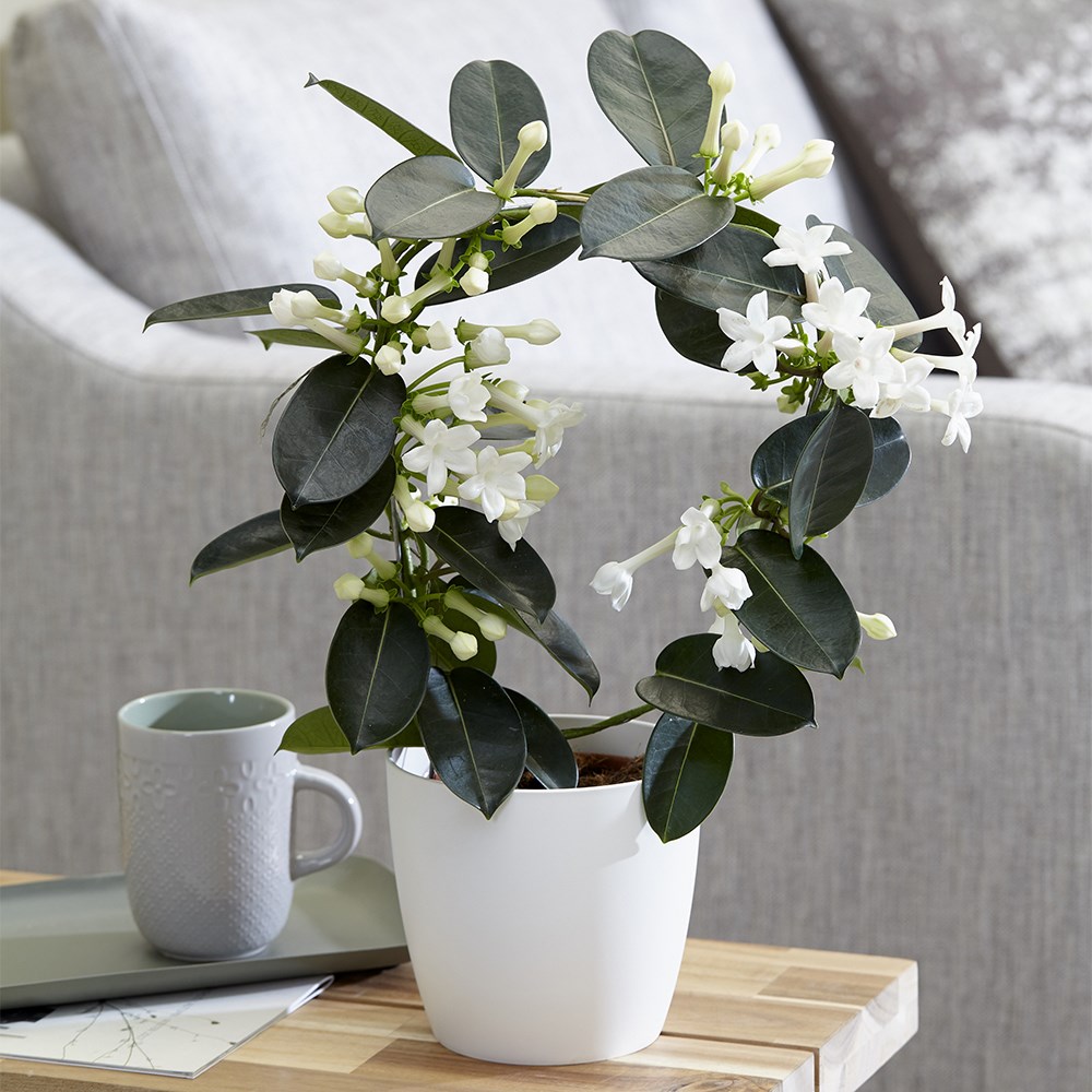 <i>Stephanotis floribunda</i>