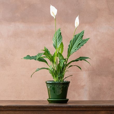 peace lily