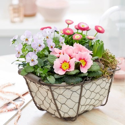 Garden trug with pink spring flowers