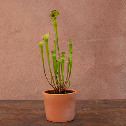 yellow fly killing pitcher plant