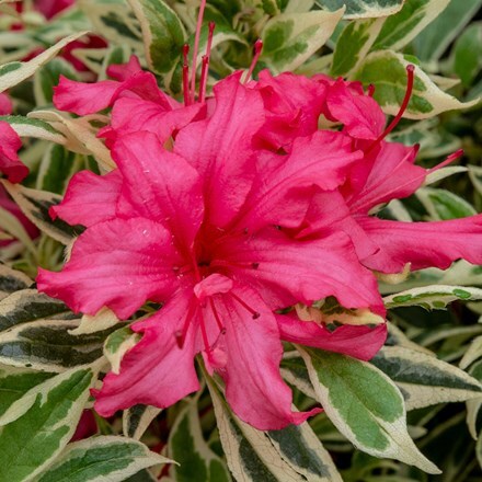Picture of Rhododendron Bollywood® ('Farrow')