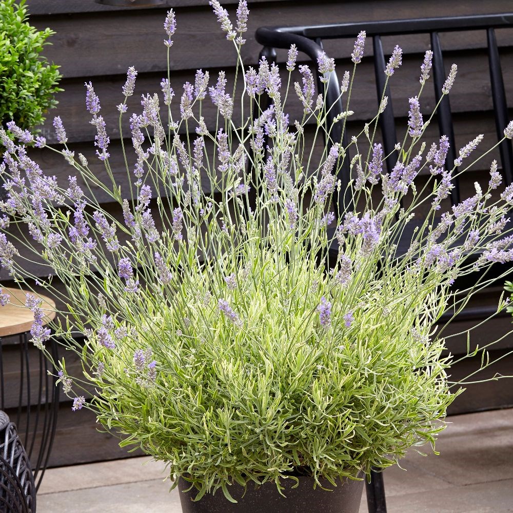 <I>Lavandula</i> × <i>intermedia</i> <b class=small-caps>Platinum Blonde</b> ('Momparler') (PBR)