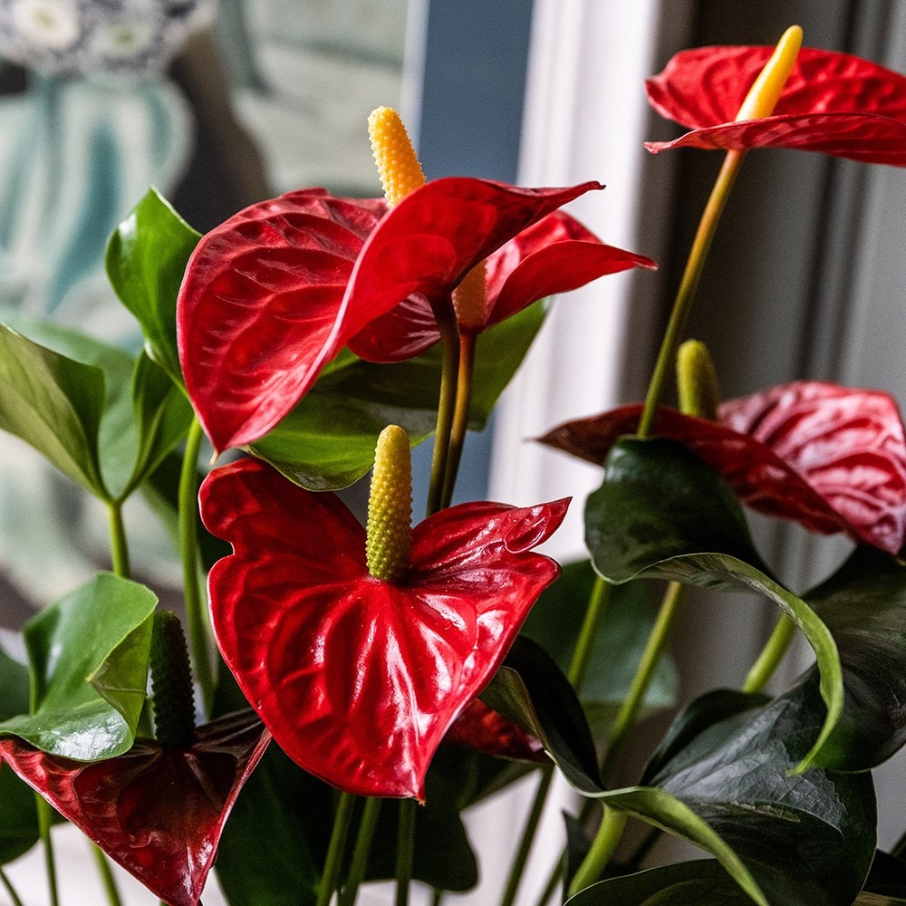 Buy flamingo flower Anthurium  Red  Champion Anthbnena 