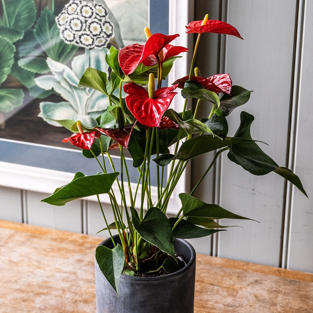 Buy Flamingo Flower Anthurium Andraeanum Group Red Champion