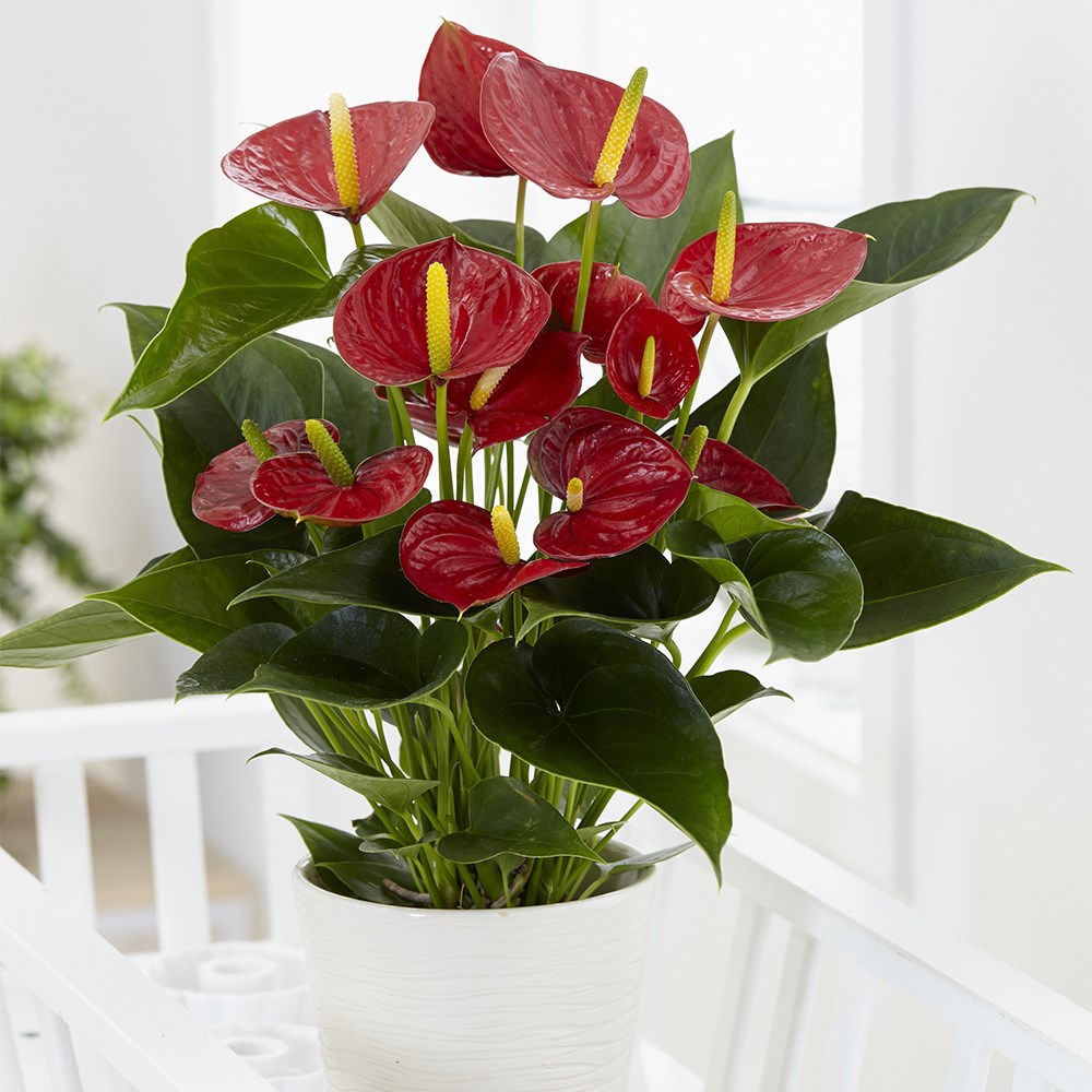 <i>Anthurium</i> (Andraeanum Group) <b class=small-caps>Red Champion</b> ('Anthbnena') (PBR)