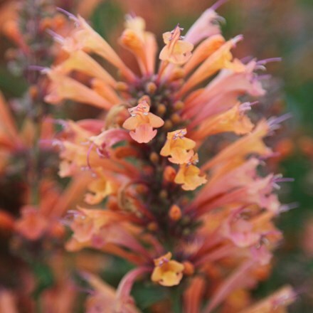Picture of Agastache Summer Sunset (PBR)