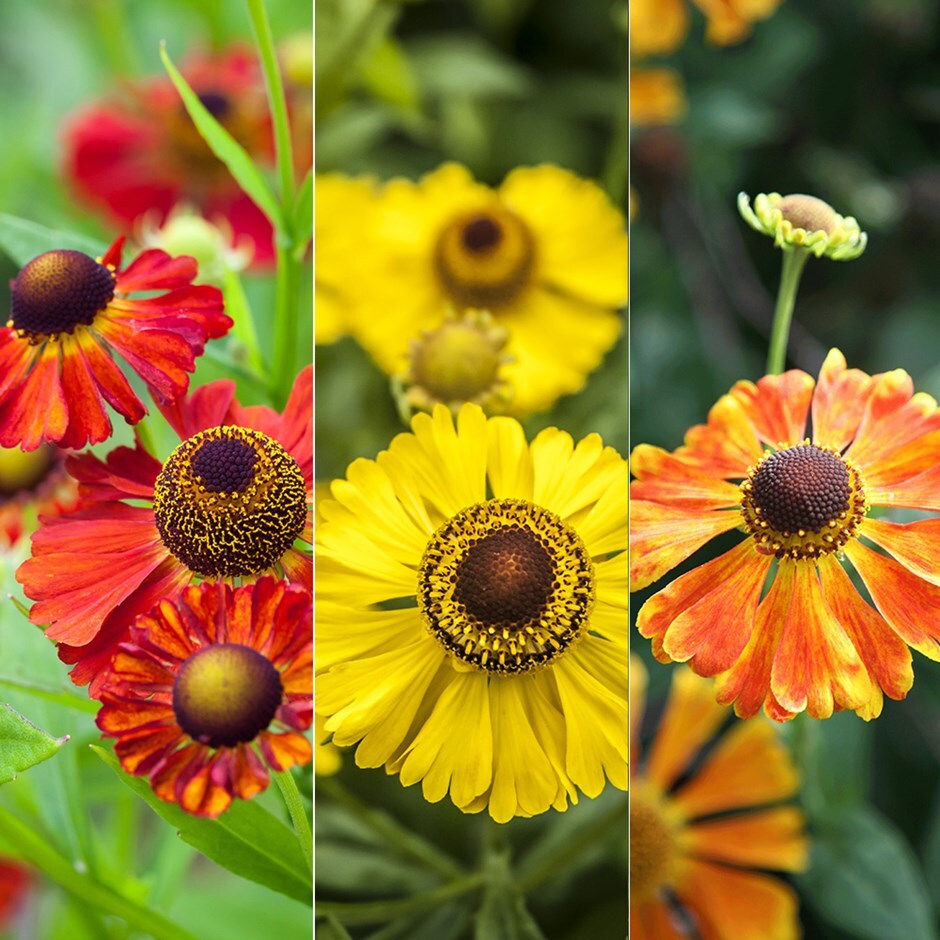 Buy sneezeweed Helenium collection: £14.99 Delivery by Crocus