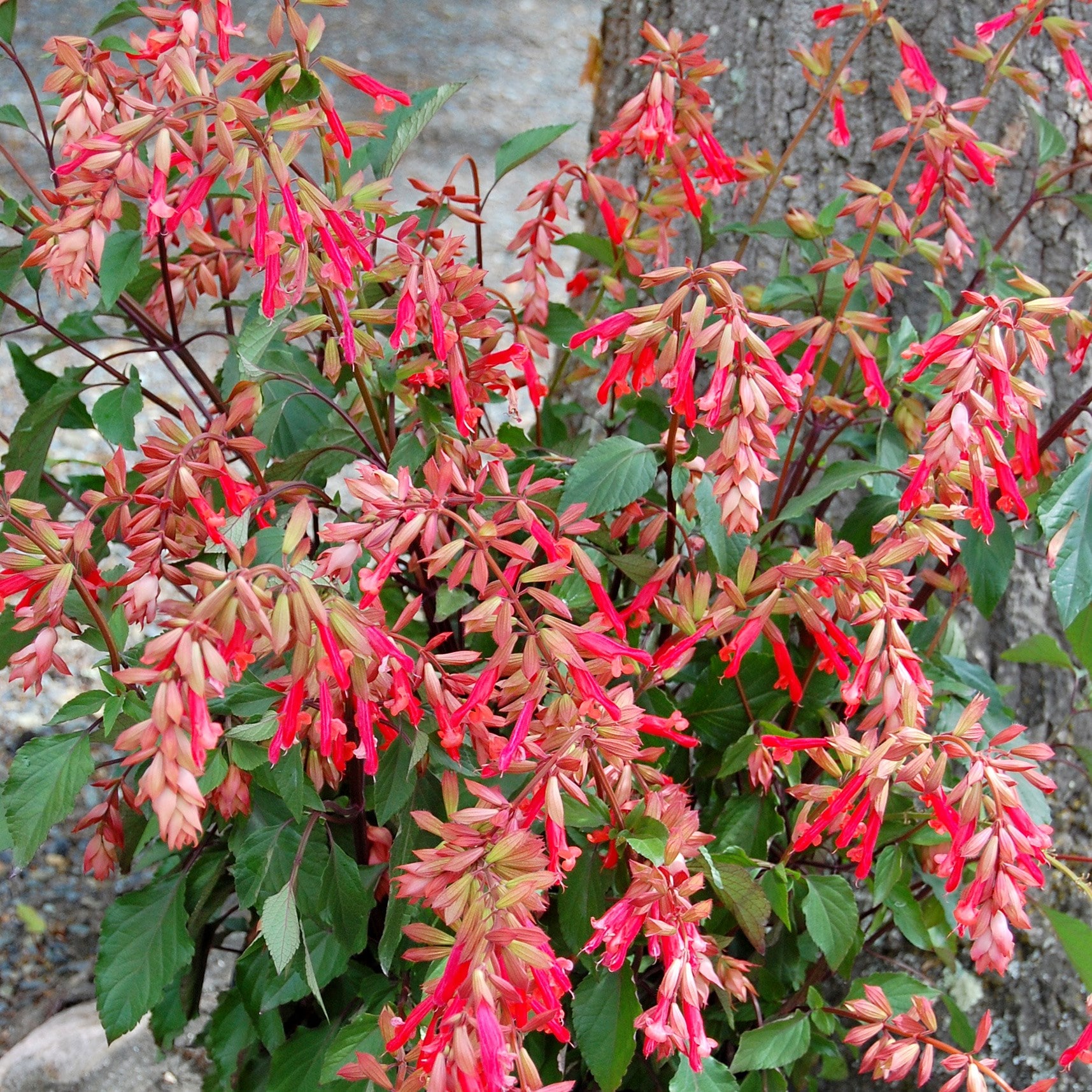 Product options image