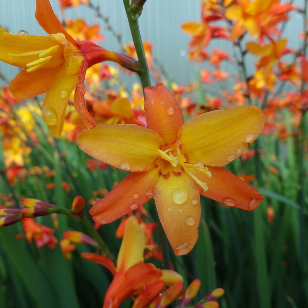 Product options image