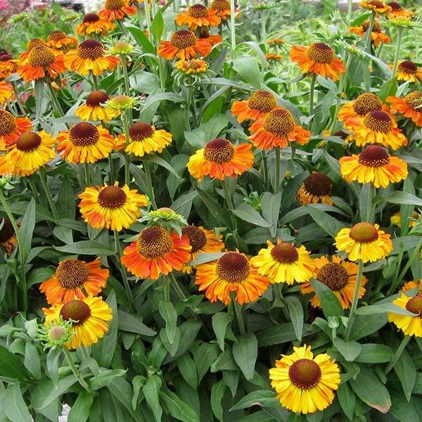 Helenium autumnale Short and Sassy (PBR)