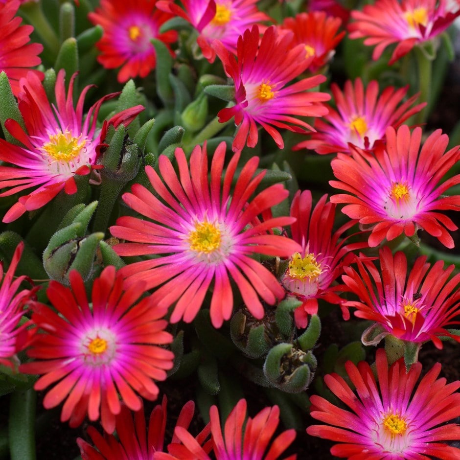 <i>Delosperma cooperi</i> 'Jewel of Desert Garnet' (PBR) (Jewel of Desert Series)