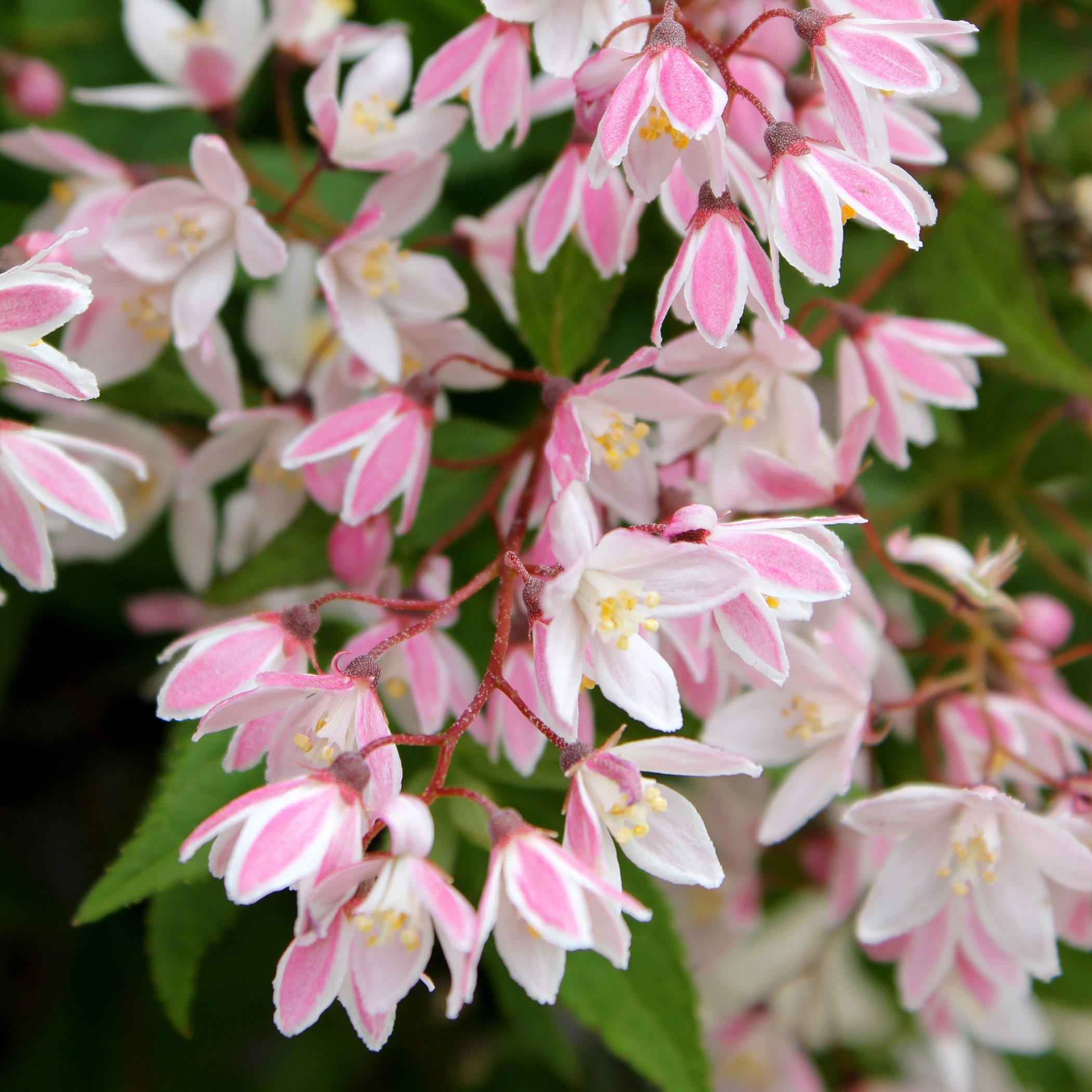 Deutzia yuki deals cherry blossom