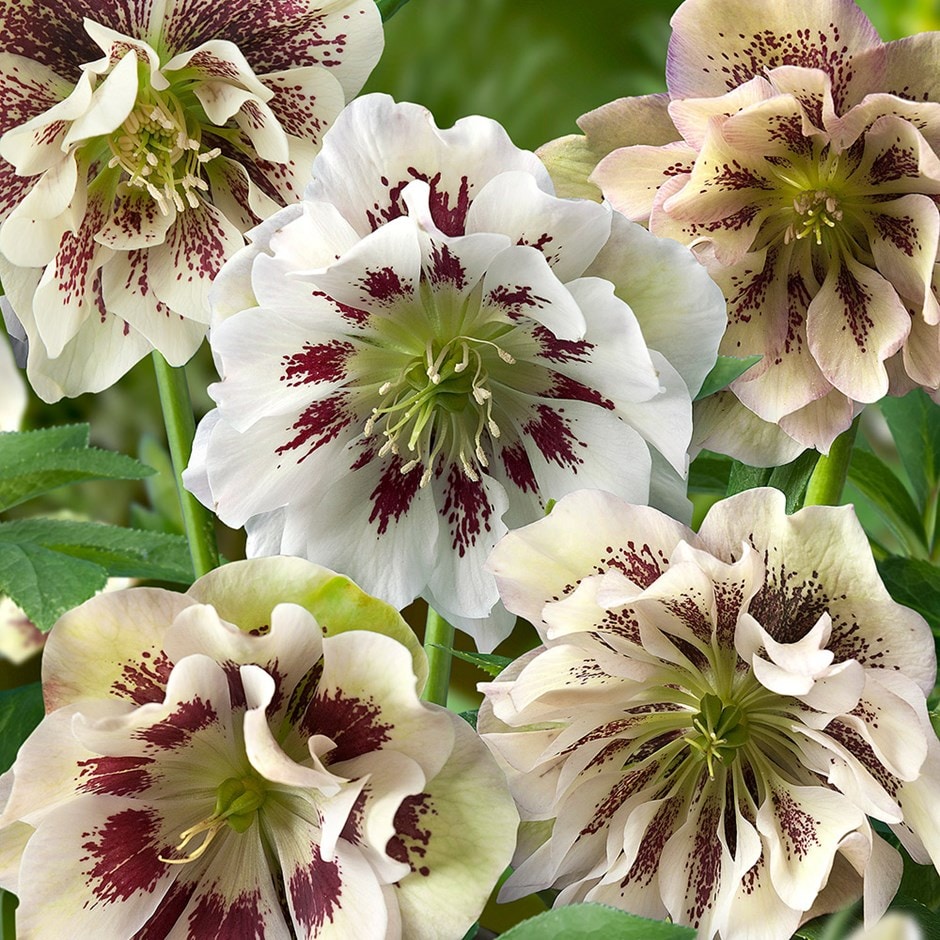 Lenten rose hellebore