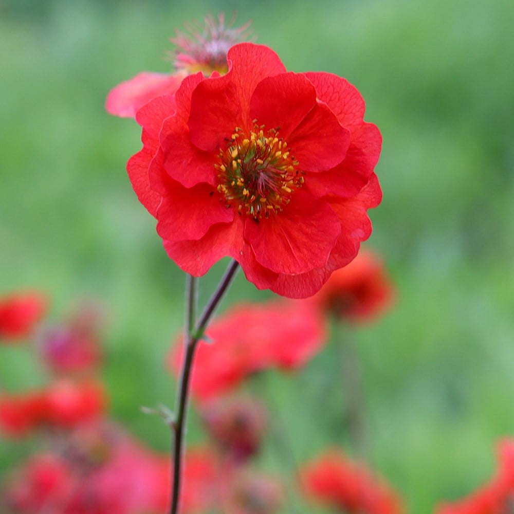 <i>Geum</i> <b class=small-caps>Scarlet Tempest</b> ('Macgeu001') (PBR) (Tempest Series)