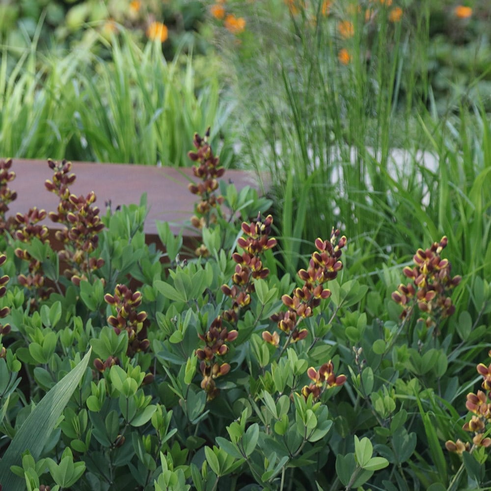 Product options image