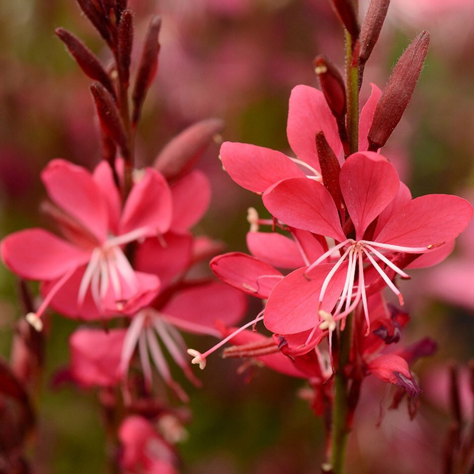 gaura