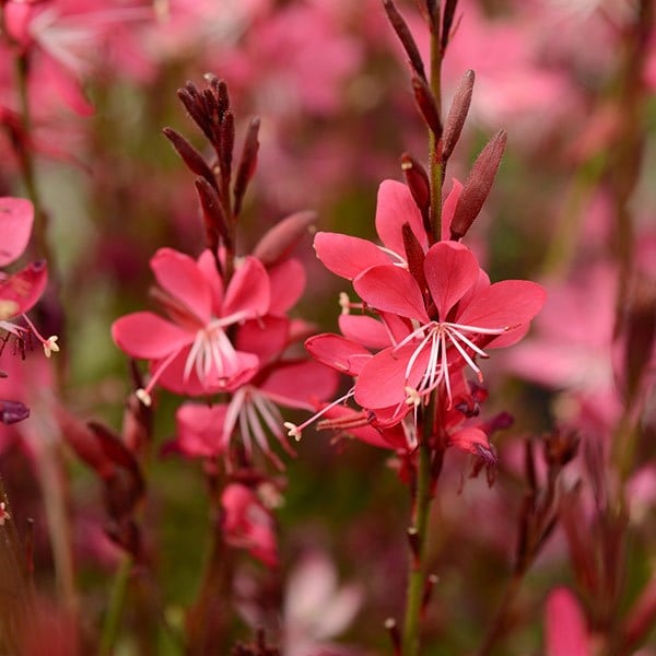 Oenothera lindheimeri Whiskers Deep Rose