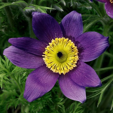 Picture of Pulsatilla vulgaris Pinwheel Blue Violet Shades (Pinwheel Series)