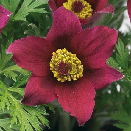 Picture of Pulsatilla vulgaris Pinwheel Dark Red Shades (Pinwheel Series)