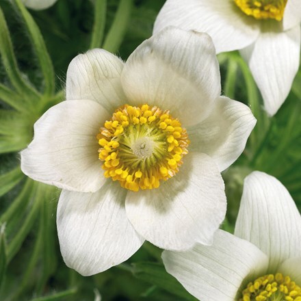 Picture of Pulsatilla vulgaris Pinwheel White (Pinwheel Series)