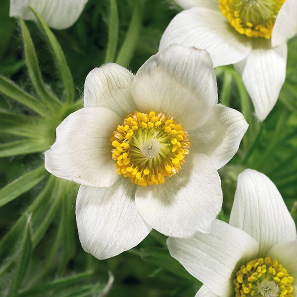 Pulsatilla vulgaris Pinwheel White (Pinwheel Series)