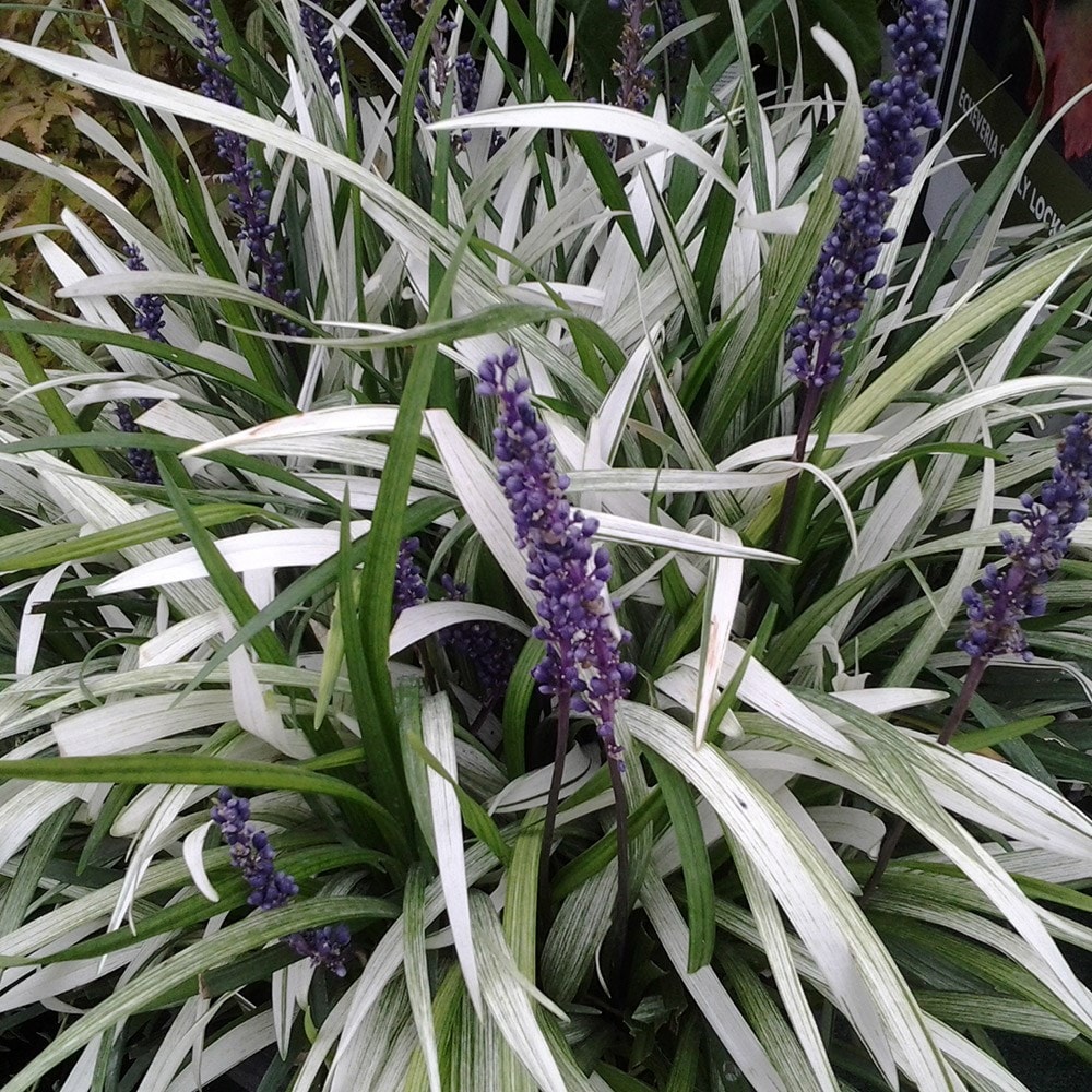 <i>Liriope muscari</i> 'Okina'