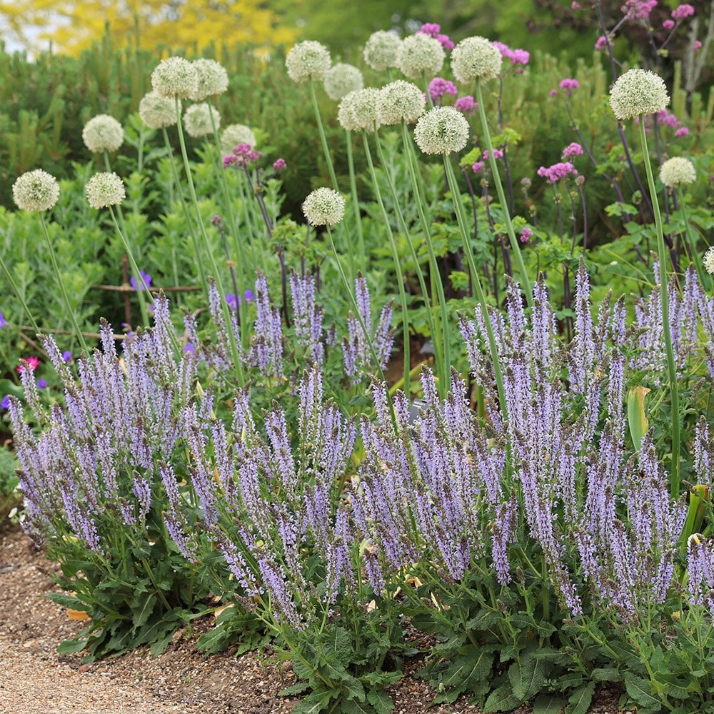 <i>Salvia nemorosa</i> <b class=small-caps>Crystal Blue</b> (Color Spires Series)