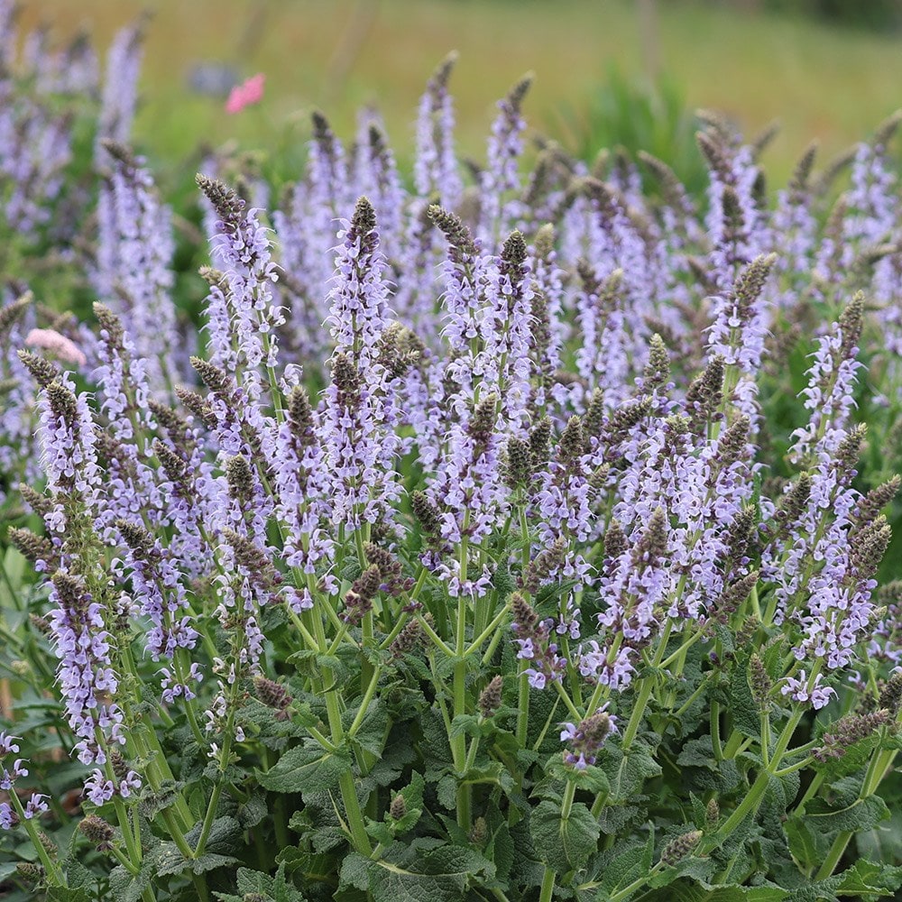 <i>Salvia nemorosa</i> <b class=small-caps>Crystal Blue</b> (Color Spires Series)