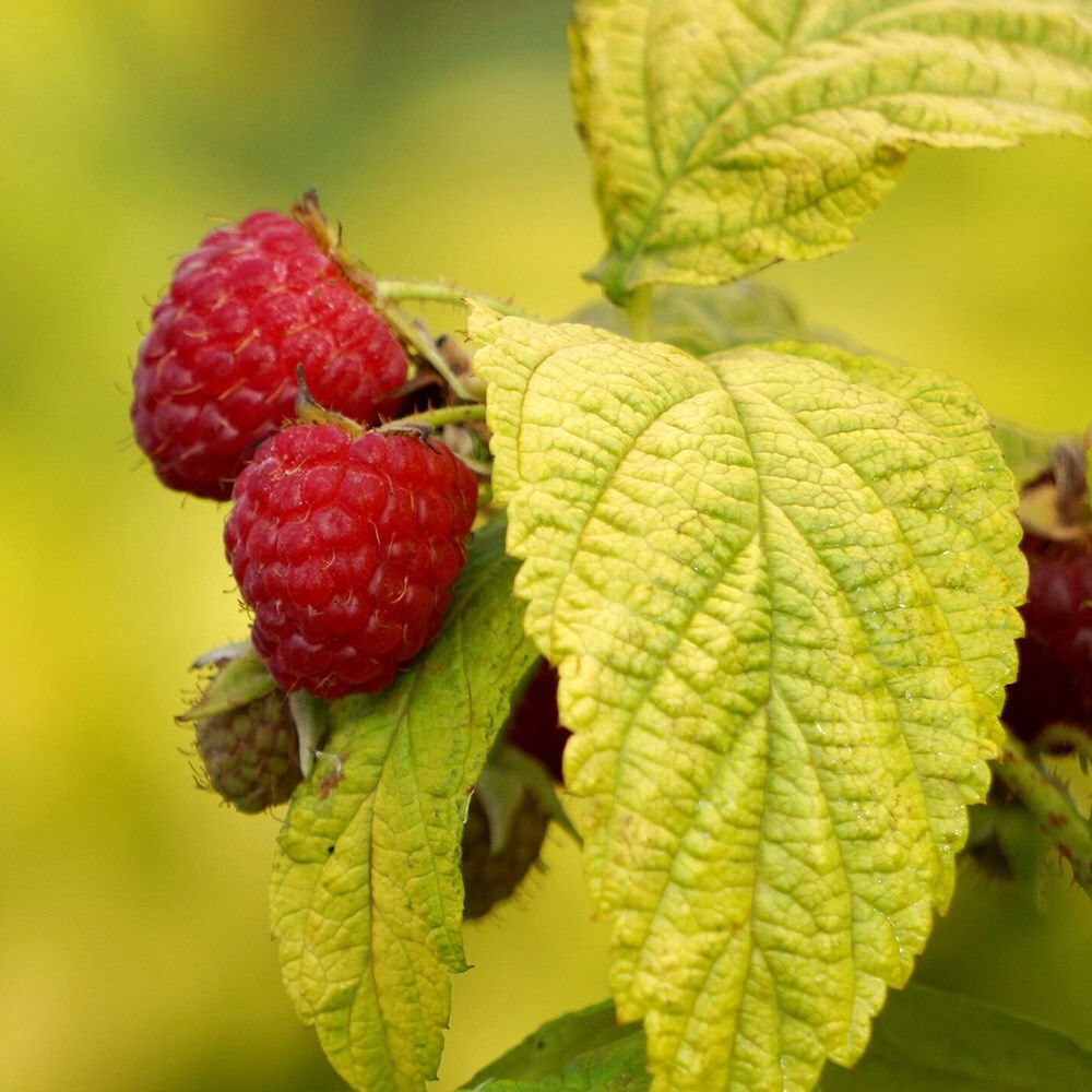 A Pack of 6 Raspberry All Gold Plants Grown in 9cm pots
