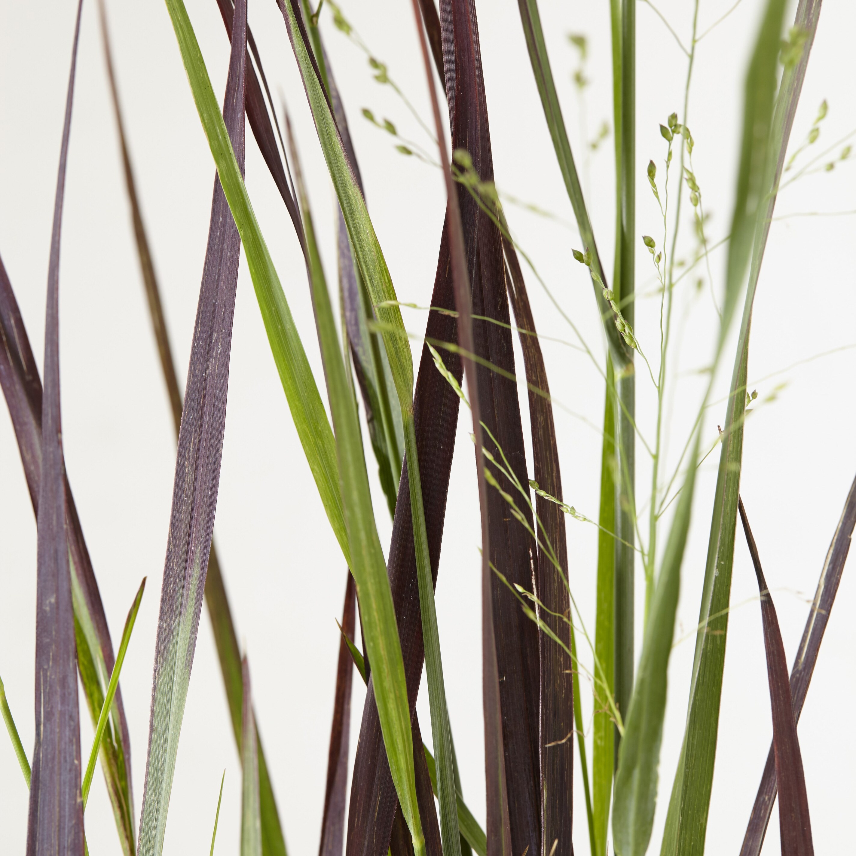 Buy switch grass Panicum virgatum Purple Breeze ('Joz276') (PBR) £8.99