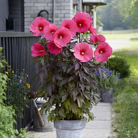 Hibiscus moscheutos Carousel Pink Passion (Tahi16') (PBR)