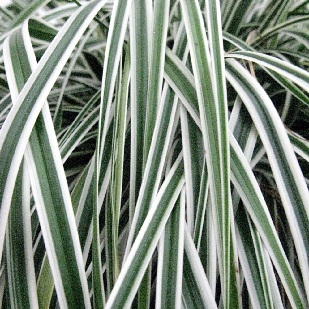 Product options image