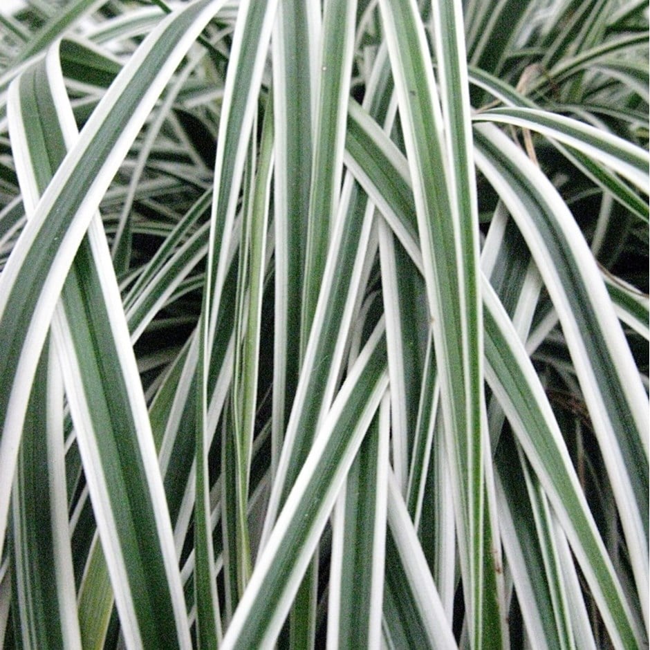 sedge