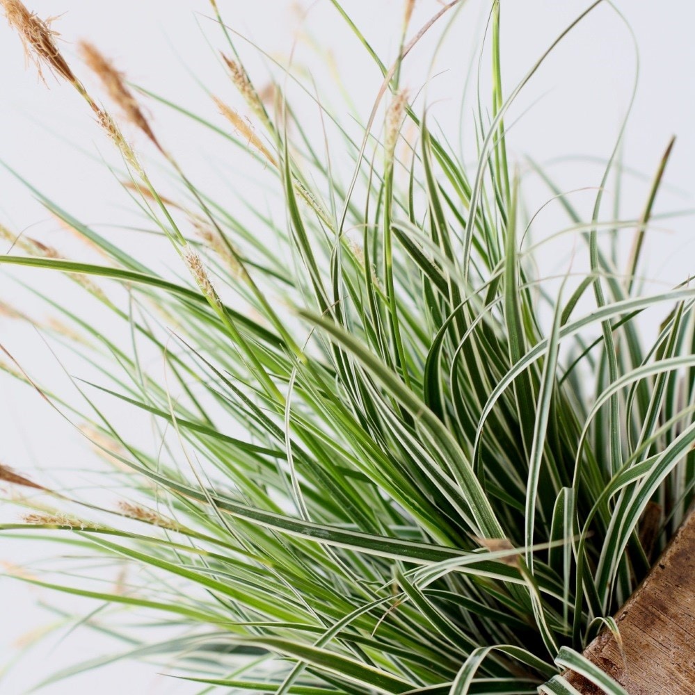 <i>Carex oshimensis</i> <b class=small-caps>Everest</b> ('Fiwhite') (PBR)