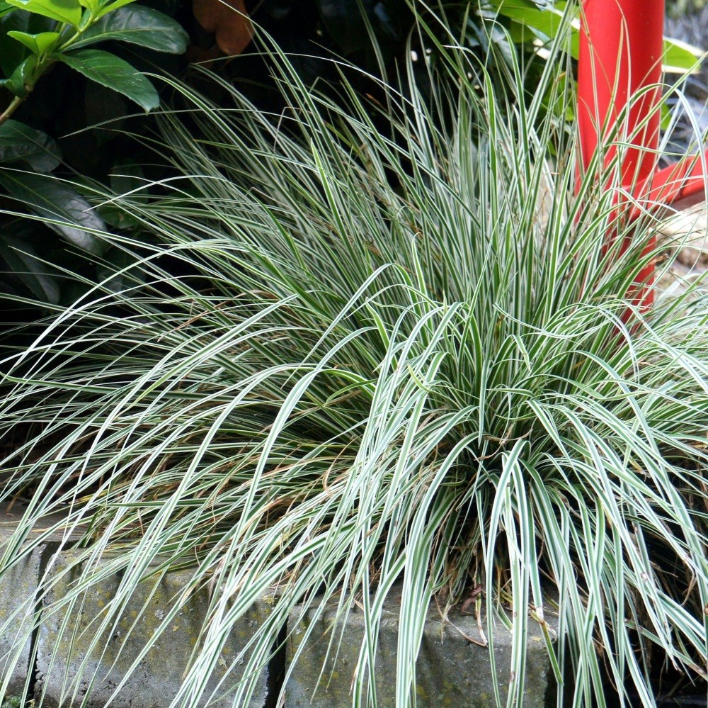 <i>Carex oshimensis</i> <b class=small-caps>Everest</b> ('Fiwhite') (PBR)