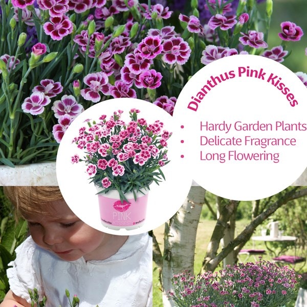 <i>Dianthus</i> <b class=small-caps>Pink Kisses</b> ('Kledg12163') (PBR)