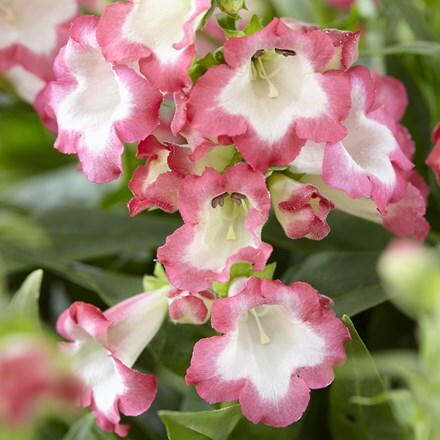 Penstemon Pentastic Pink (’YAPMINE’) (PBR)