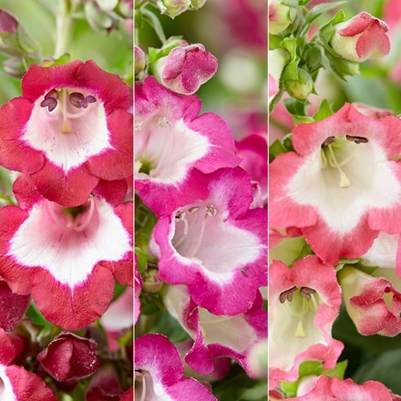 Favourite Pentemon collection