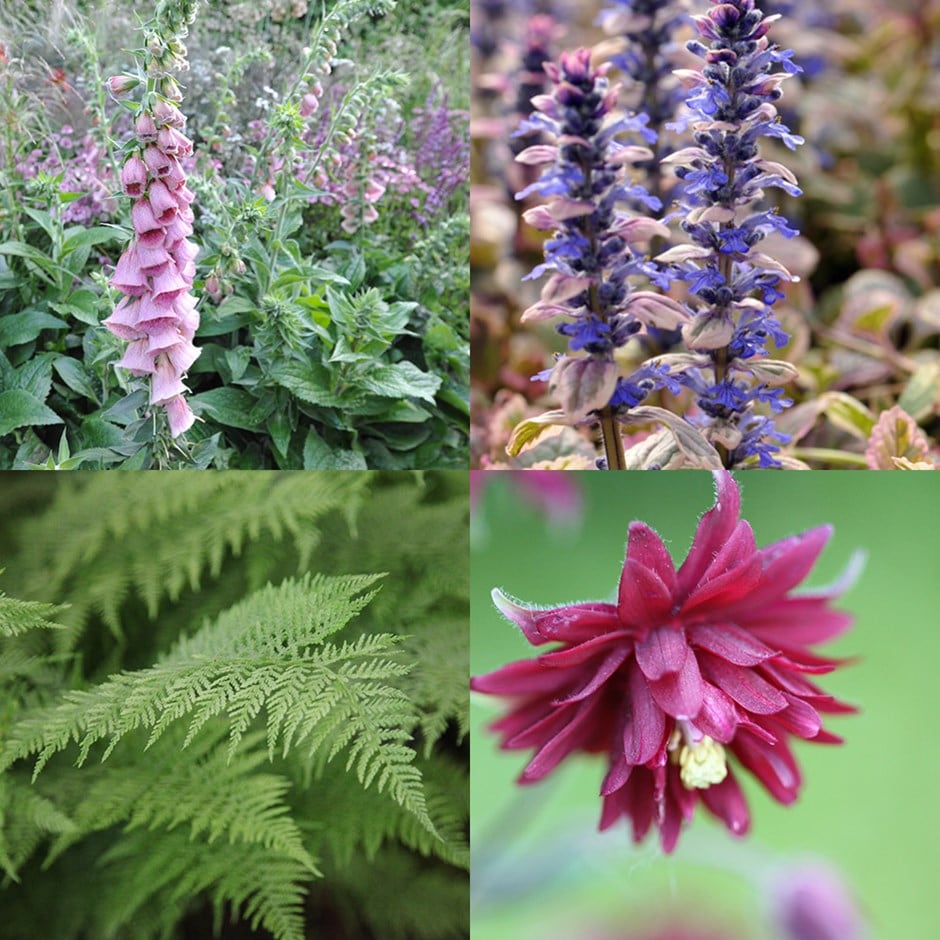 Slug Resistant Plant Combination For Shade - Bedding Plants That Slugs Don T Like Slug Resistant Plant Combination For Shade - Bedding Plants That Slugs Don T Like