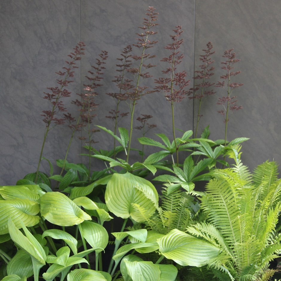 Structured shade plant combination