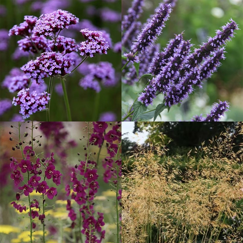 Blue spots and spires mini-border collection