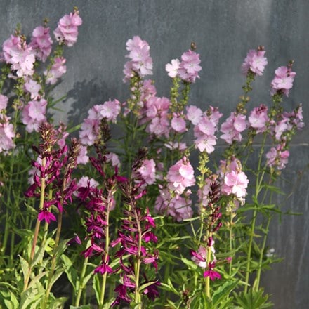 Pink and purple plant combination