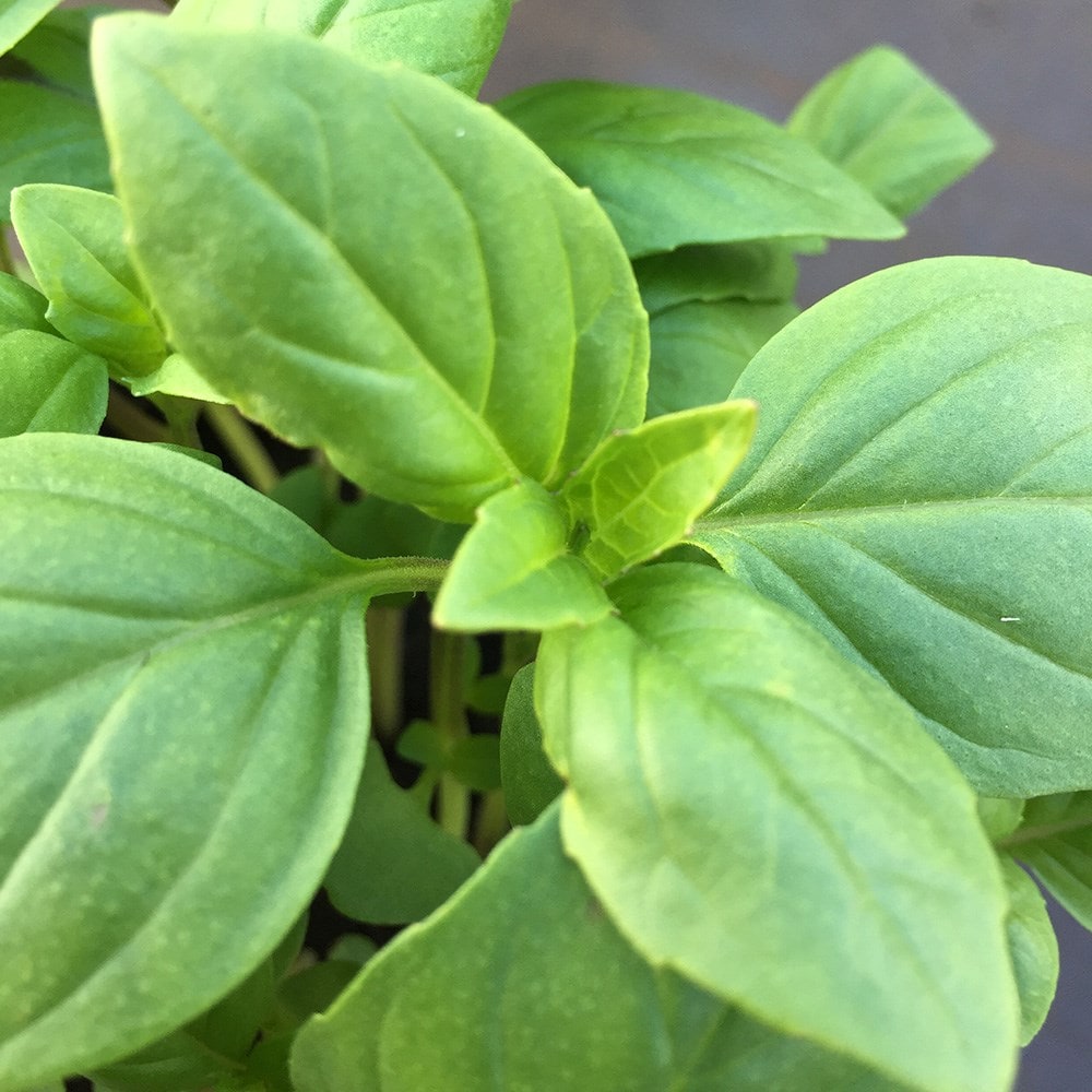 basil 'Thai'