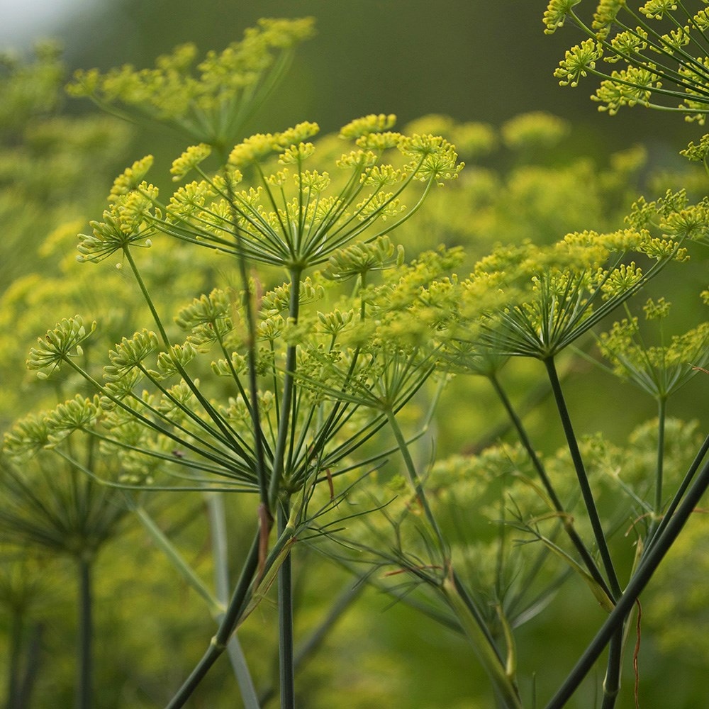 dill or Anethum graveolens